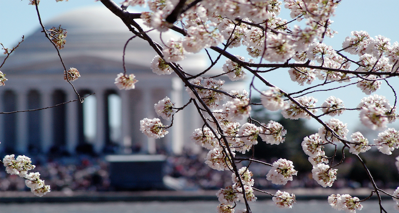 Washington, D.C, Cherry Blossoms