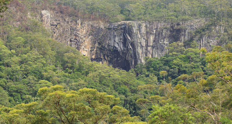 Australia's Ancient Gondwana Rainforests