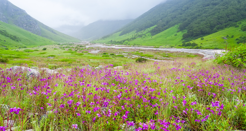 The Valley of Flowers in India