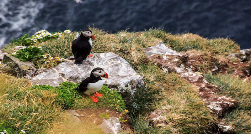 Latrabjarg, Iceland