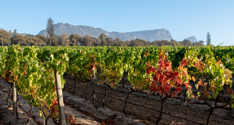 Groot Constantia