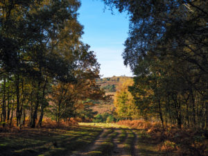 Ashdown Forest in East Sussex, England