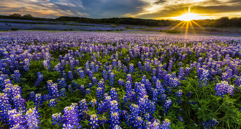 Texas bluebonnet