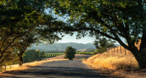 Sonoma wine country at harvest time.