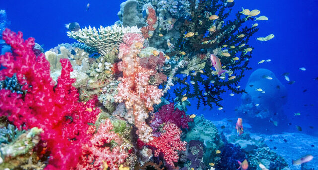 soft coral reefs