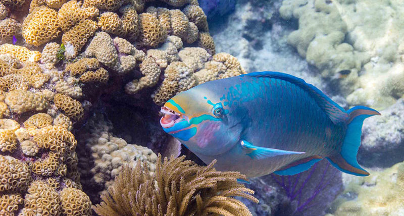 Queen parrotfish