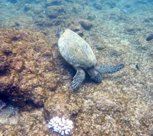 Maui, Hawai'i