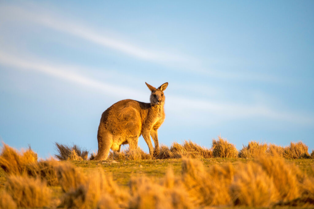 wildlife