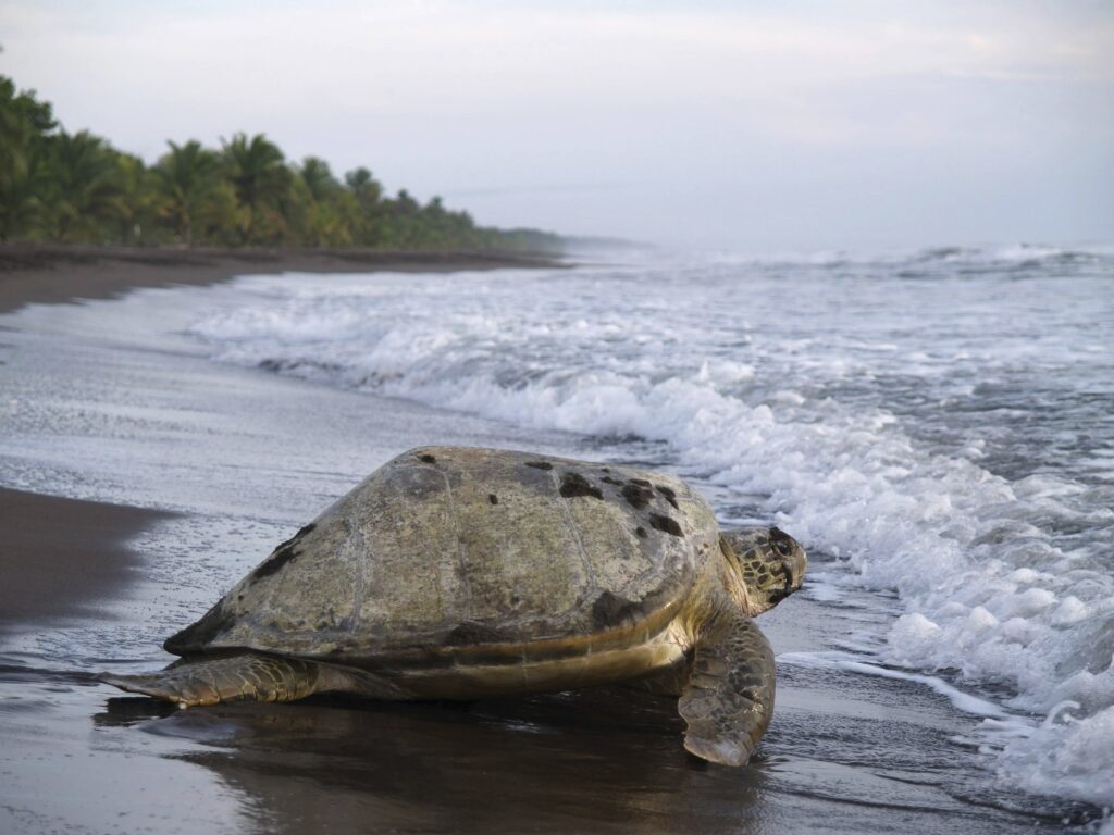 Sea Turtle