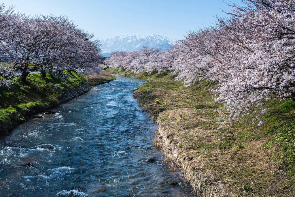 gt shizuoka cherry blossom 2 News For Everyone Zoohouse News