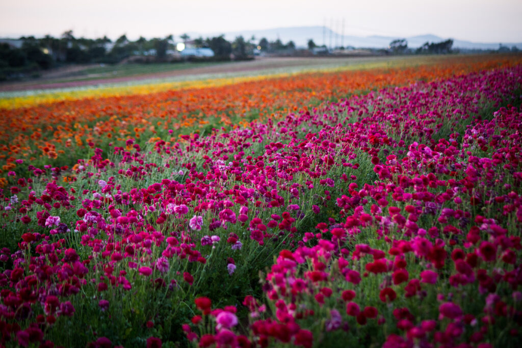 gt the flower fields pink ranunculus 5 News For Everyone Zoohouse News