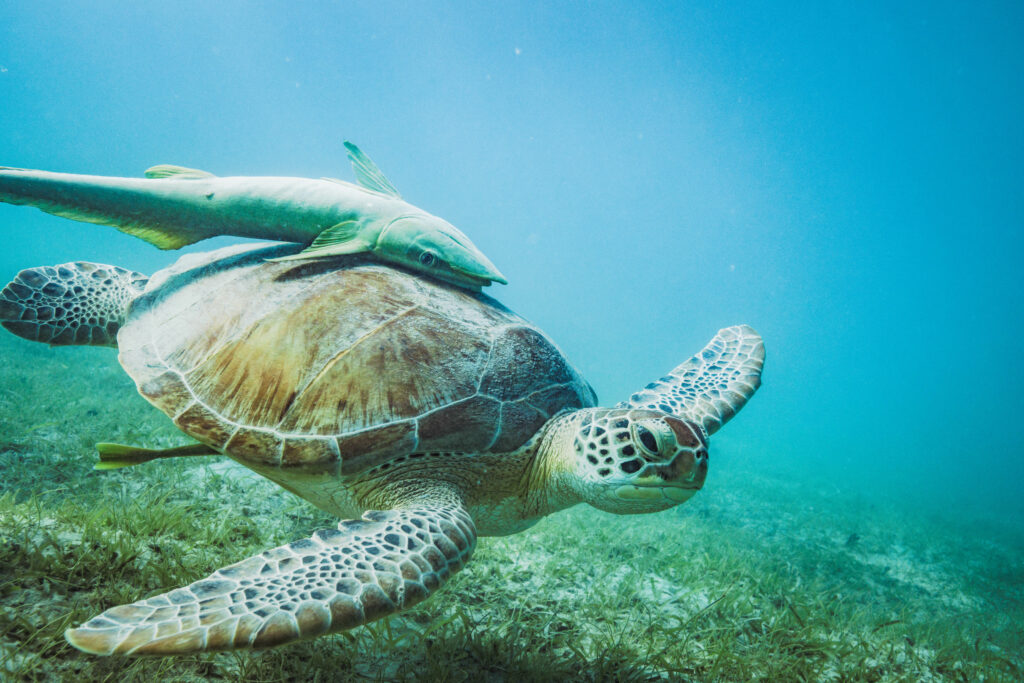 sea turtle