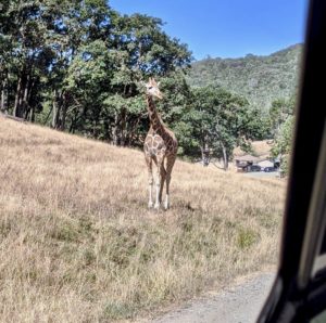 Wildlife Safari