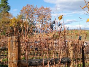 Dancin Vineyards, Jacksonville, Ore.