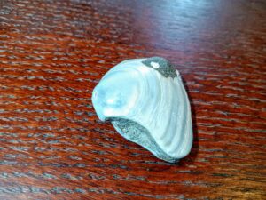 fossilized shell
