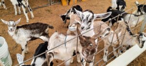 Surfing Goat Dairy, Kula, Maui