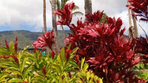 Maui Tropical Plantation