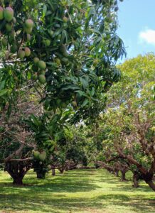 Maui Tropical Plantation