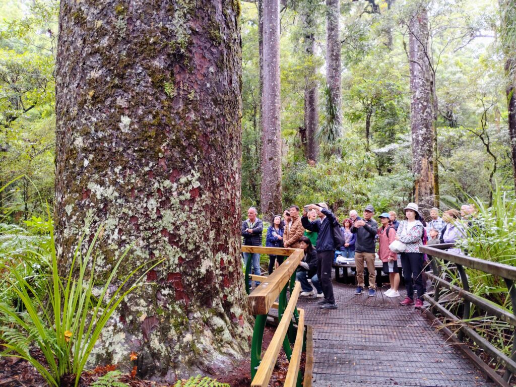 Puketi Forest