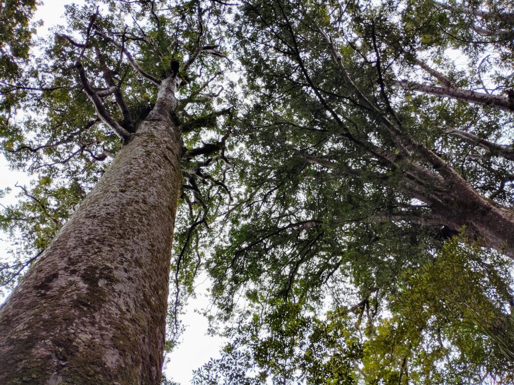 Puketi Forest