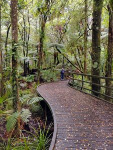 Puketi Forest