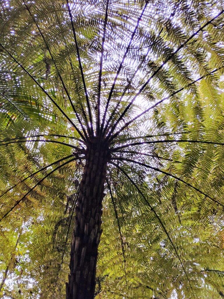 Puketi Forest