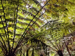 Puketi Forest