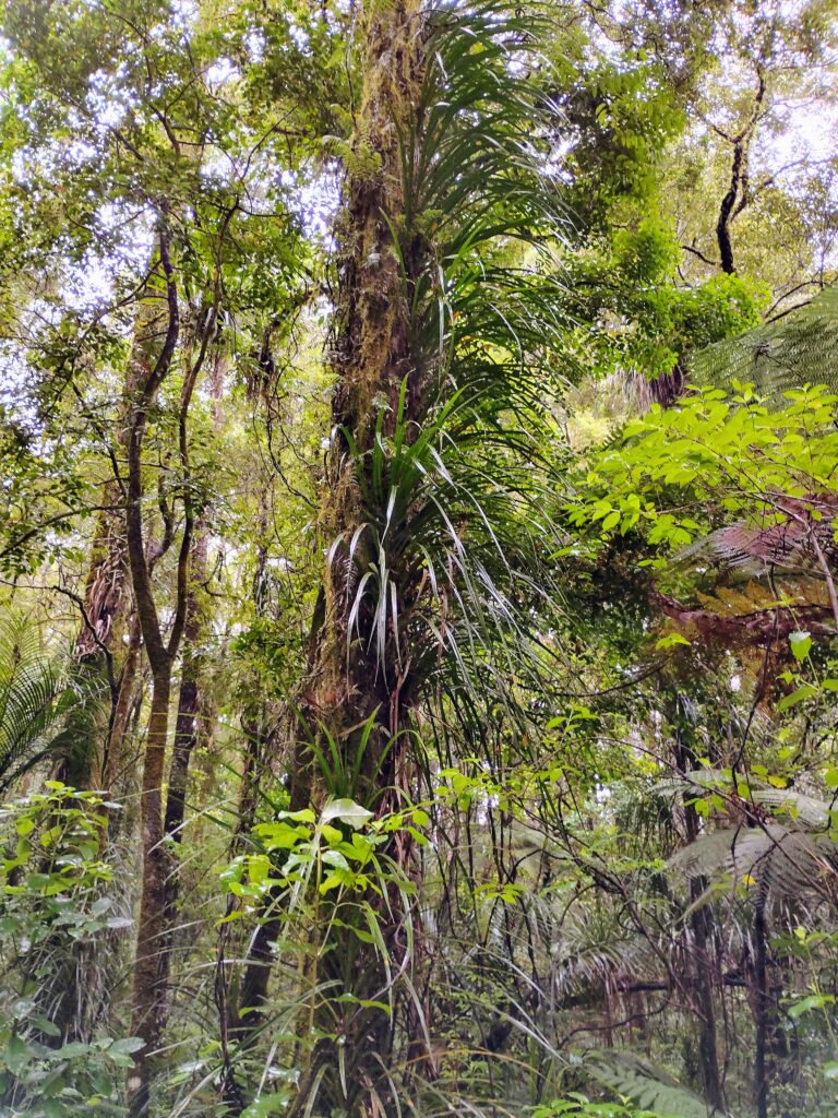 Puketi Forest