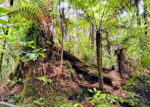 Puketi Forest