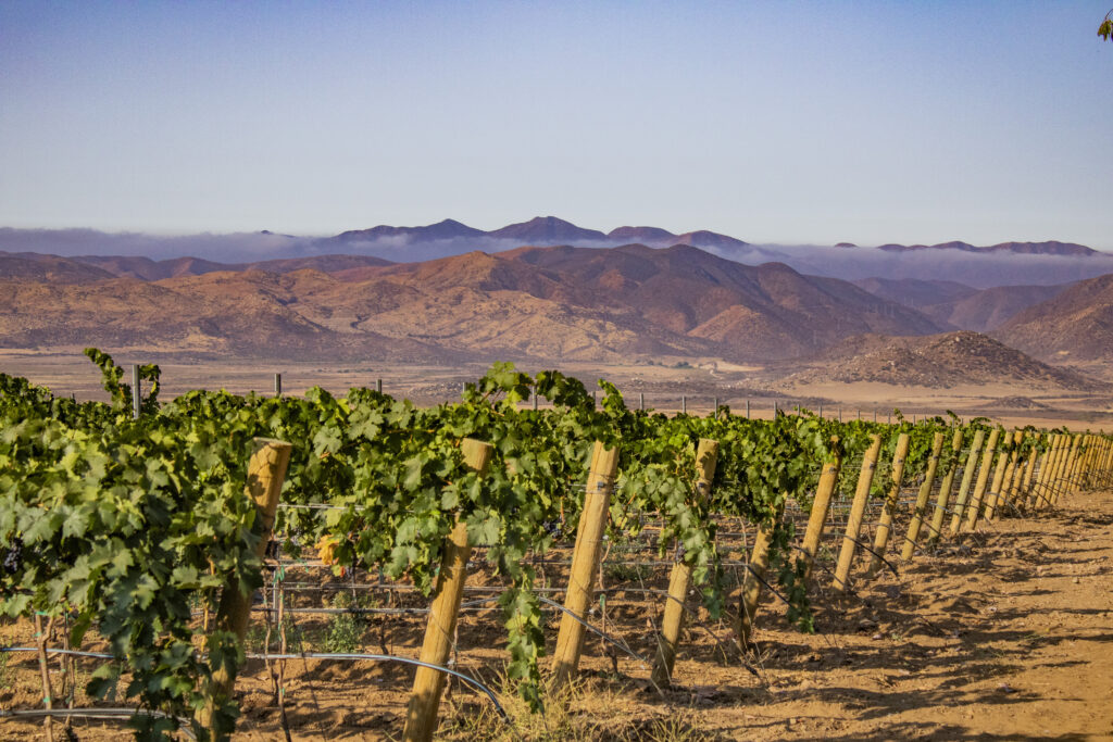 vineyards