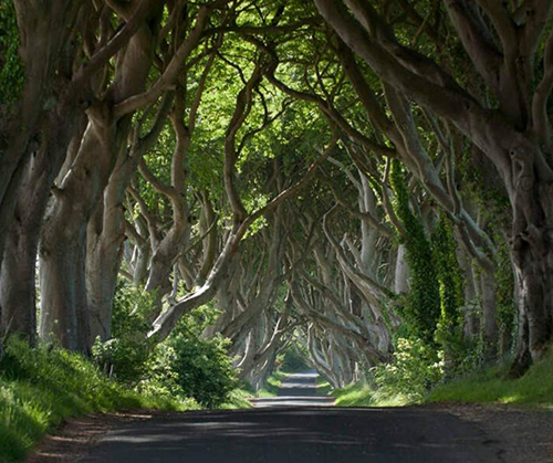 Dark Hedges