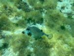 Malmok Beach puffer fish -- Alli Cullen