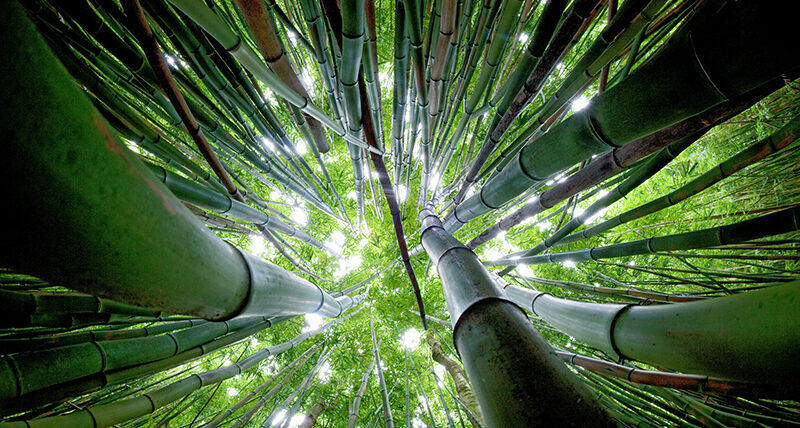 Na’ili’ili Haele Bamboo Forest