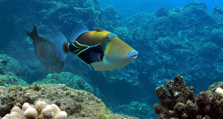 Picassaso triggerfish