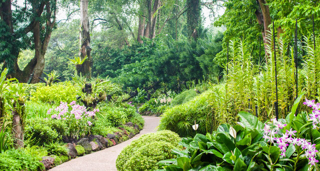 Singapore Botanical Garden