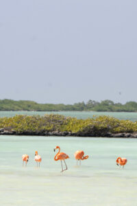 flamingoes