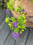 Pretty purple flowers - Tracey Cullen