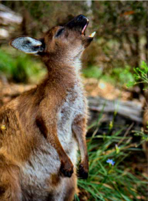 Kangaroo