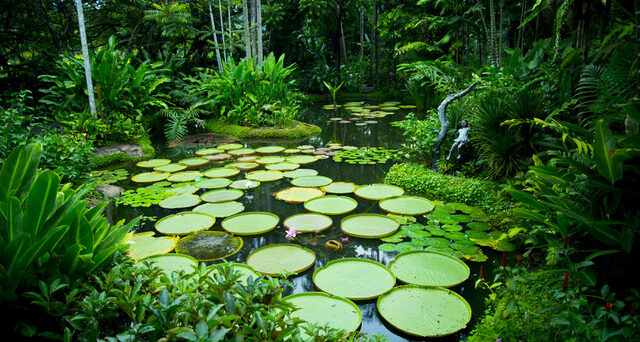 Singapore Botanical Garden