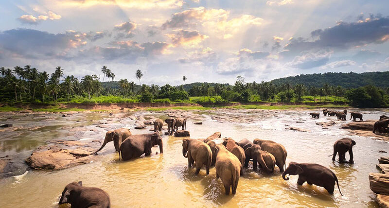 Asian elephants