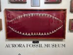 Aurora Fossil Museum