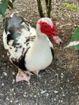 duck