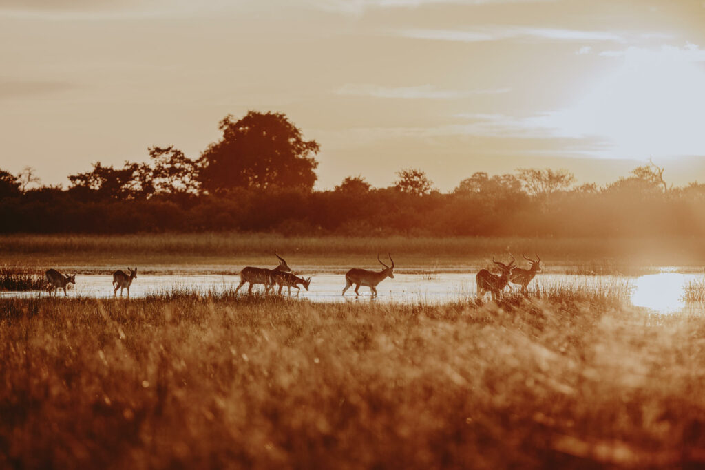 Okavango Delta