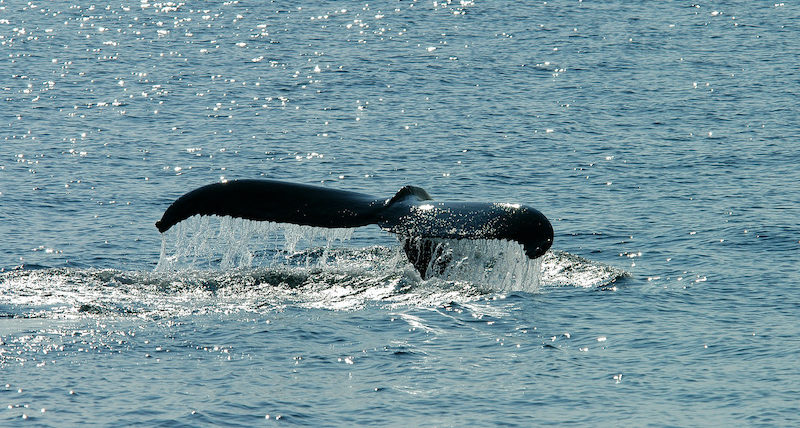 Whale, Cape Cod
