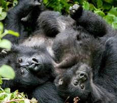 gorillas